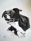 Border Collie
