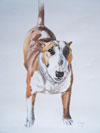 Bull Terrier