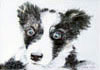 Border Collie Puppy