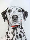 Dalmation