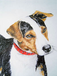 Jack Russell Close Up