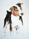 Jack Russell