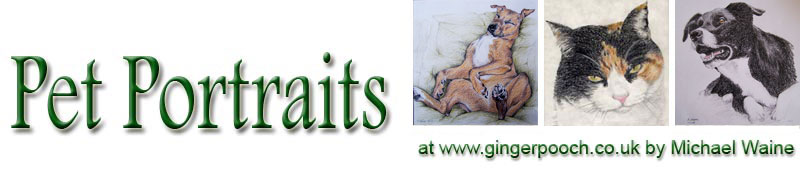 Pet Portraits