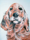 Red Setter