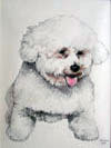 Toy Dog